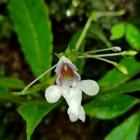 Impatiens leucantha Thwaites